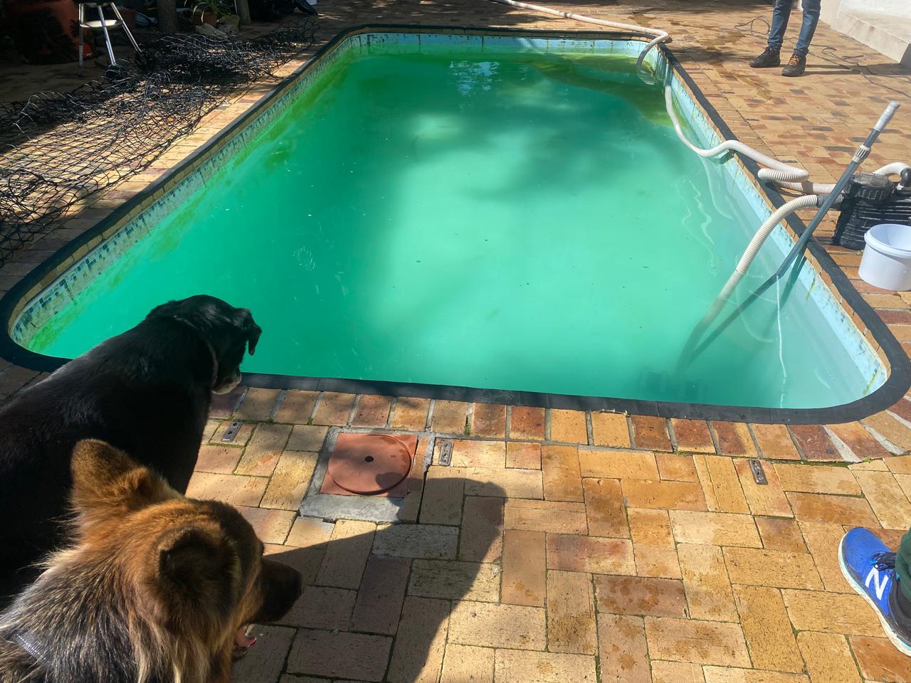 Green swimming pool during a recovery clean